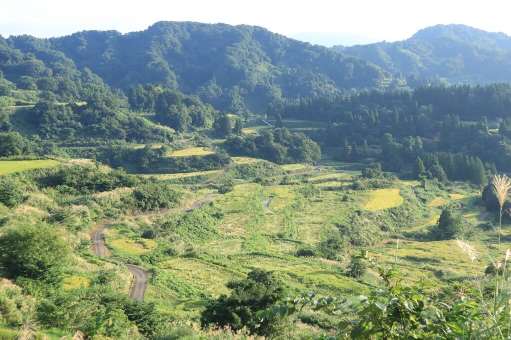 棚田での米づくりサポートボランティア（初心者歓迎）