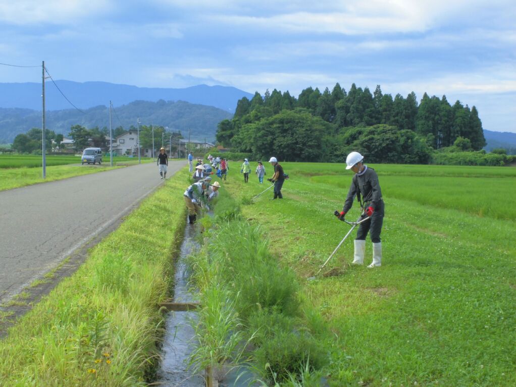 ヤナギバヒマワリと周辺の除草ボランティア